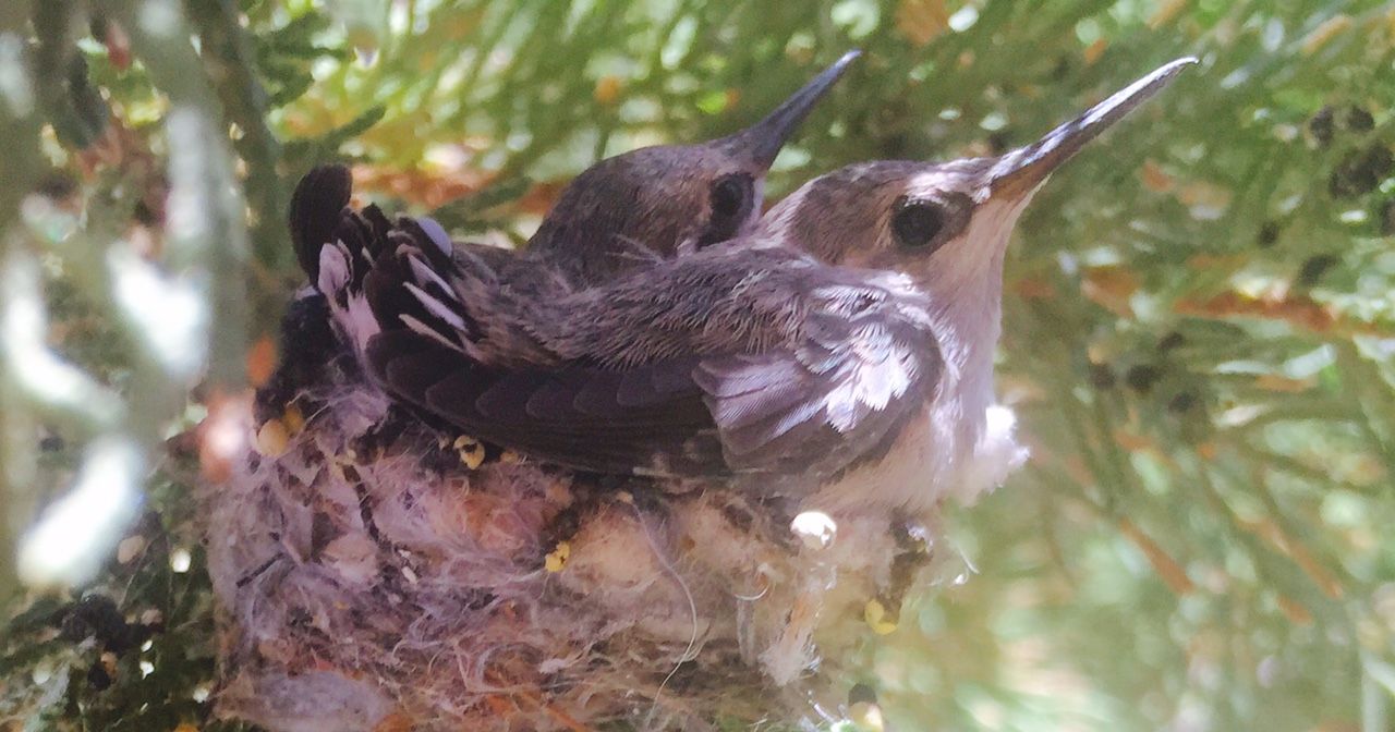 Hummingbirds from backyards and beyond